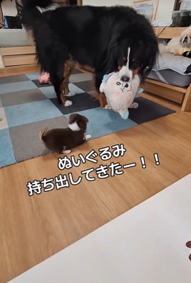 「ぬいぐるみで遊ぼう」と提案