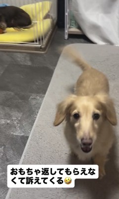 見上げて訴える犬