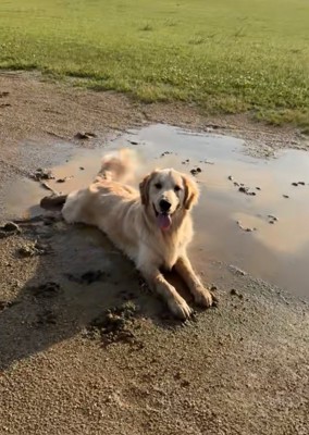 笑顔の大型犬