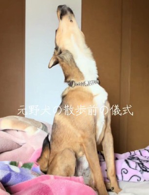 立派な遠吠え