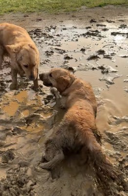泥の中で遊ぶ大型犬