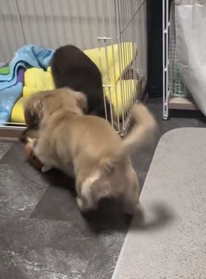 おもちゃを奪おうとする犬