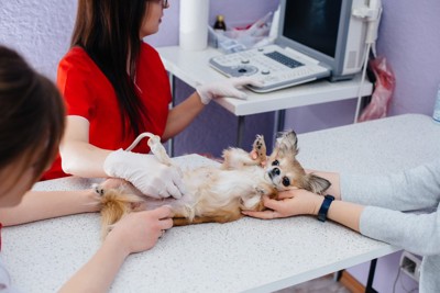 動物病院でエコー検査を受けている犬