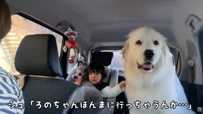 寂しそうな大型犬と子供