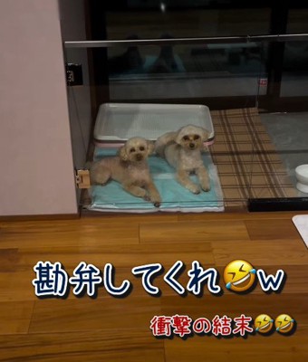まさかの結末に苦笑い!?