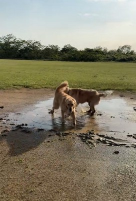 泥の中で遊ぶ大型犬2