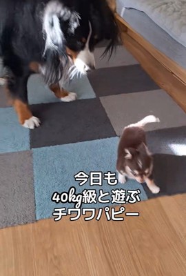 コアくんとお姉さん犬