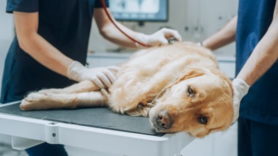 診察を受ける犬