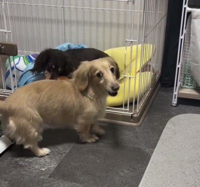 振り返って見つめる犬