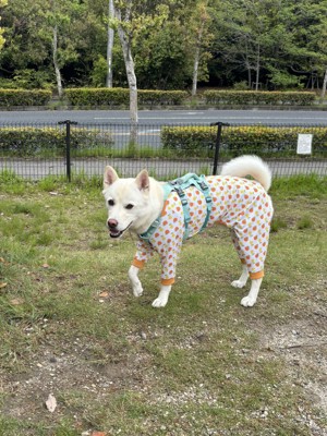 ドッグラン