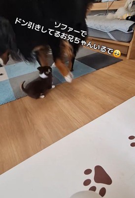 コアくんがじゃれて遊ぼうとしたら…