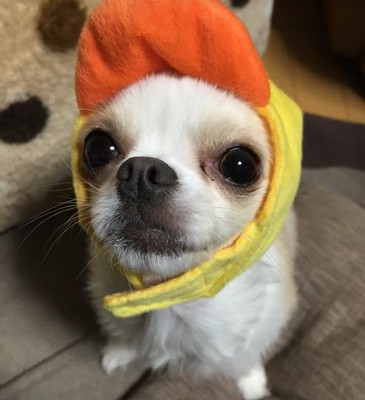 ふうちゃん
