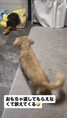 おもちゃを咥える犬を見つめる犬