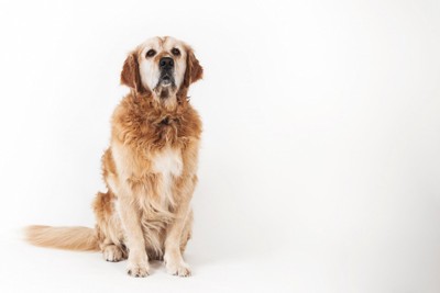 正面を向いて座っている老犬