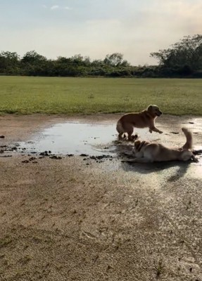 泥に飛び込んでいく大型犬