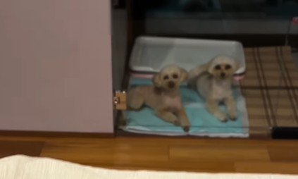 一緒にトイレシートの上に移動!