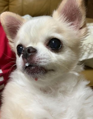 お口に米粒をつけたお茶目な姿