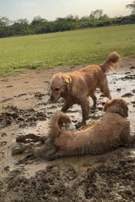 泥遊びする大型犬