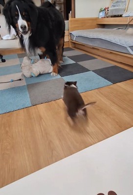 2匹とも楽しそう♪