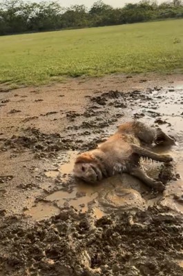 ドロドロになる大型犬