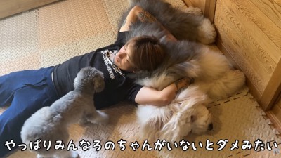 パパに甘えにきた小型犬