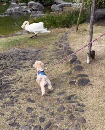 白鳥さんとも仲良くなりたい♪