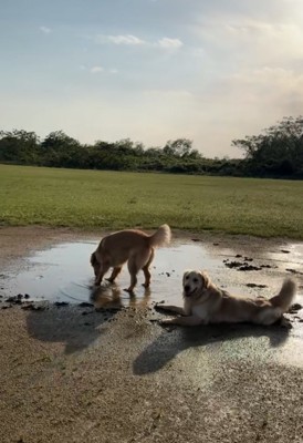 泥の中で遊ぶ大型犬