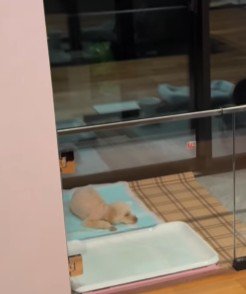 トイレシートで寝るはるちゃん