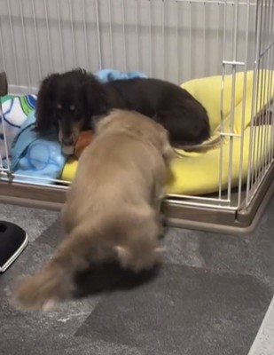 おもちゃを守る犬に近づく犬
