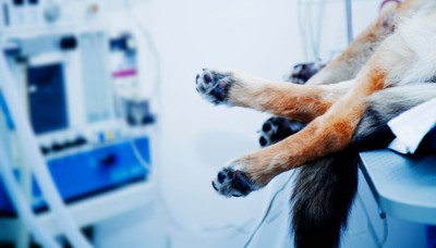 手術台の上にいる犬のイメージ
