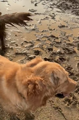 泥まみれで笑顔の大型犬