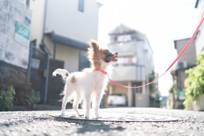 子犬の散歩