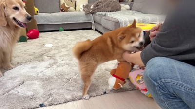 押し倒されちゃった！！