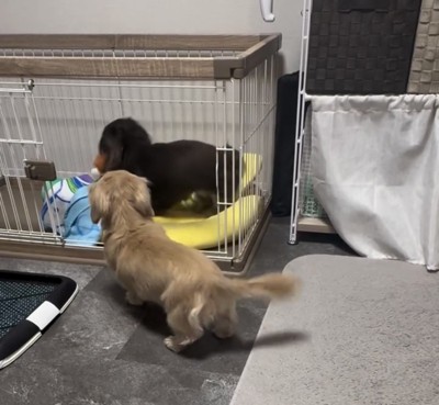 ケージに入る犬を見つめる犬