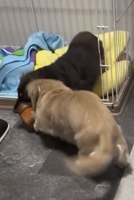 おもちゃを引っ張る2匹の犬
