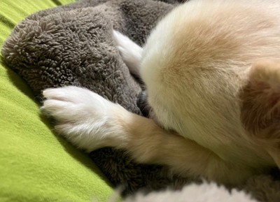 ブランケットの上ですやすや…