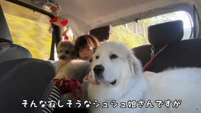寂しそうな大型犬と子供