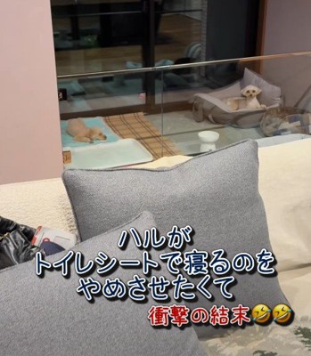 仲睦まじい姿2匹
