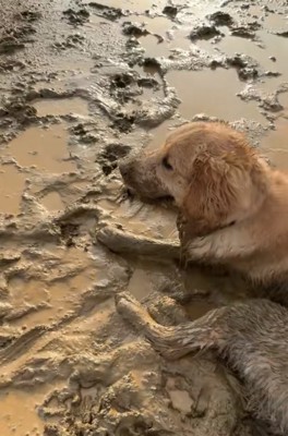 泥の中でくつろぐ大型犬