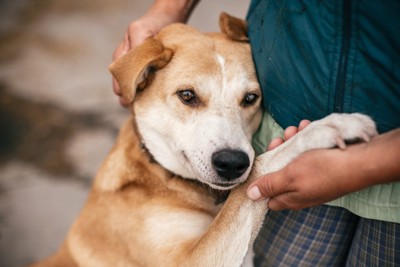 女性に寄り添っている犬