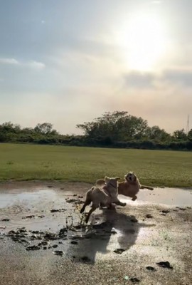 全力で追いかけっこする大型犬
