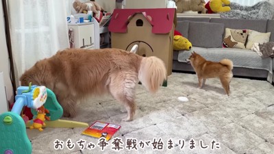 おもちゃを守るのはほのちゃん