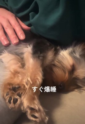 まっすぐな性格にホッコリ