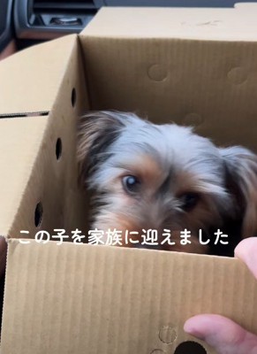家族に迎えることに