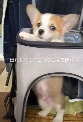 「？？」