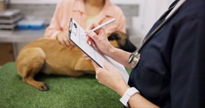 診断を受ける犬