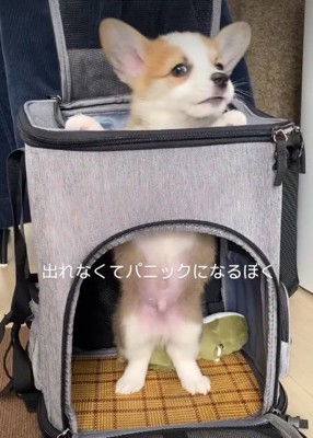 「出られないよ！」