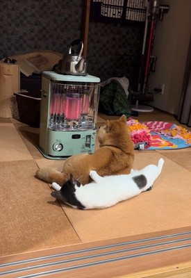 べスポジを奪い取る小助くん
