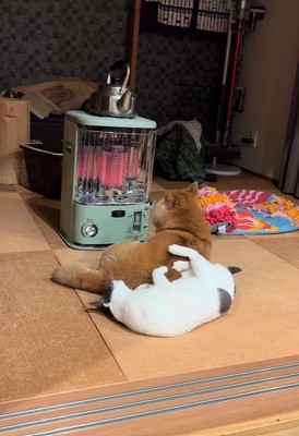 譲ってくれるハラミちゃん