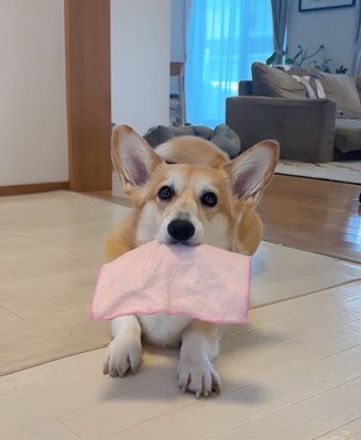見せる